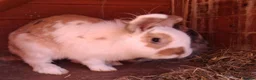 English Lop rabbits for sale: Doe and buck bunnies £ 35 each - Advert 7