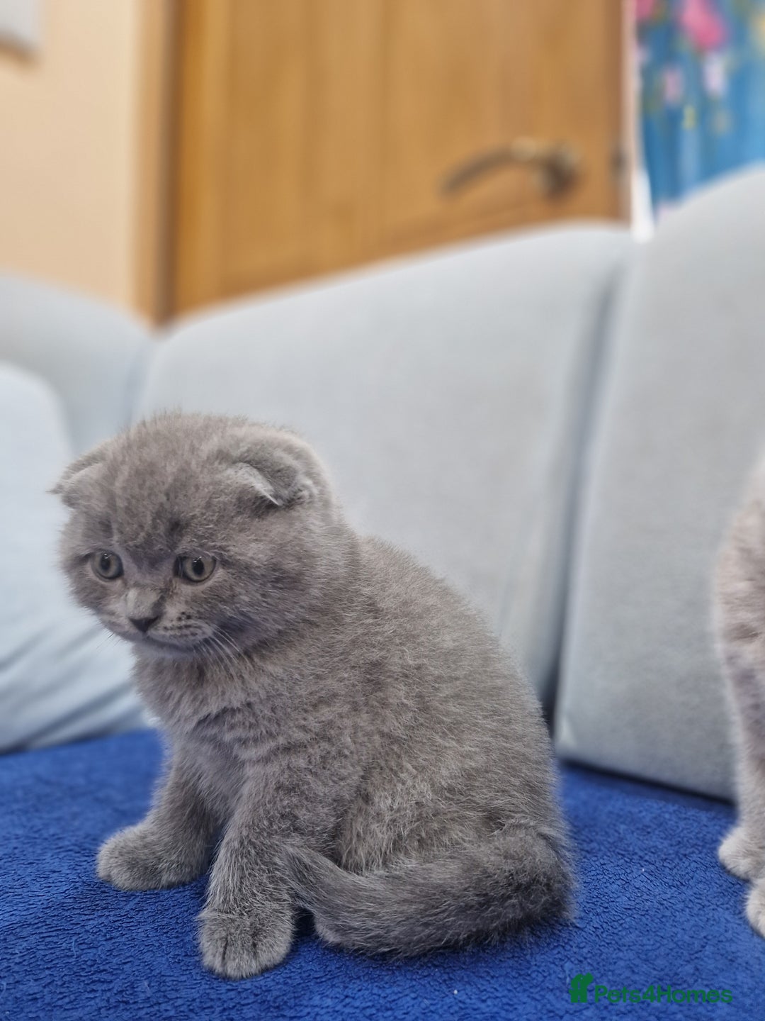 British Shorthair cats for sale: Last Scottish blue fold boy - Advert 19