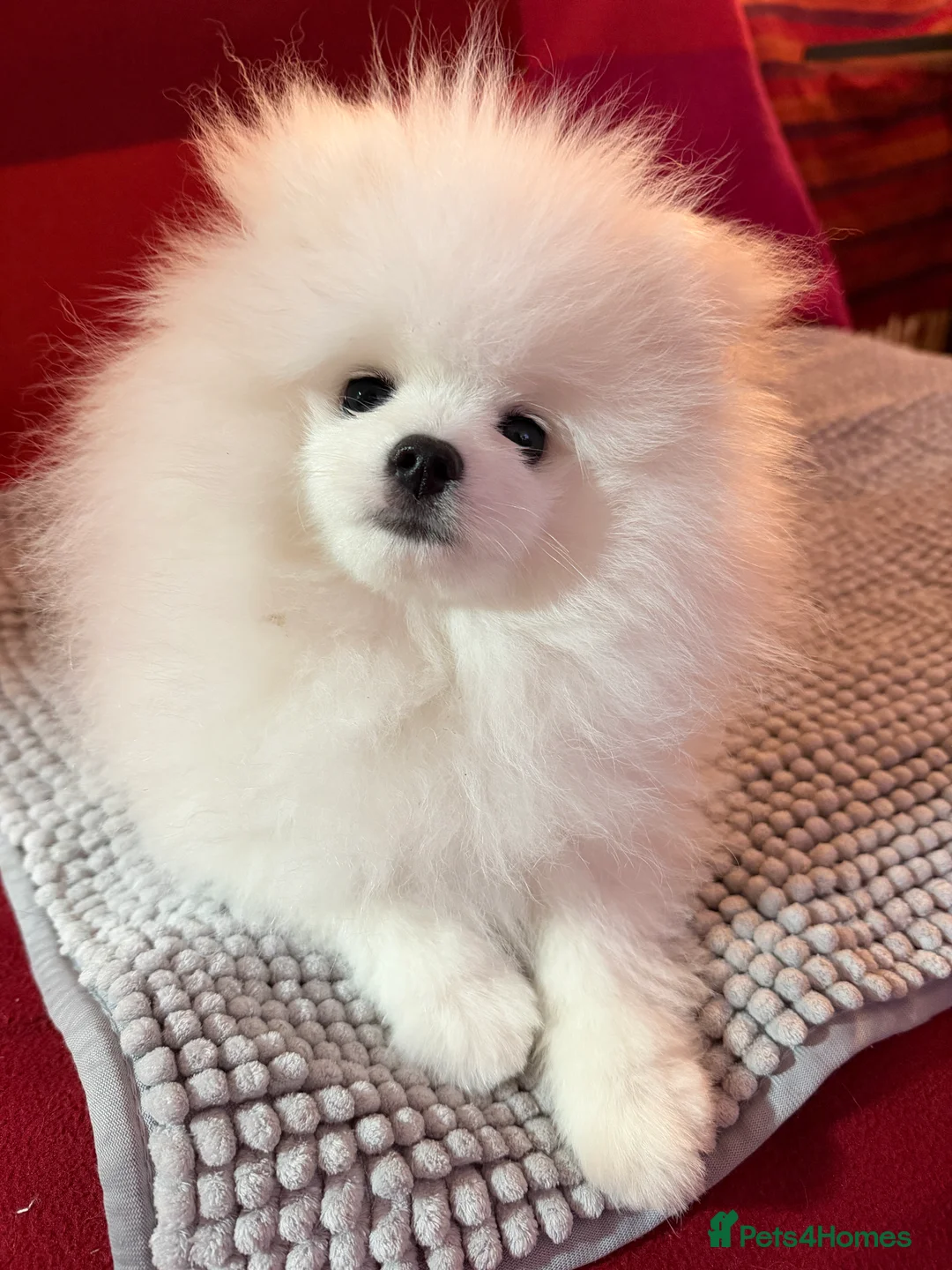 Pomeranian dogs for sale: ❤️Stunning KC fluffy pure white Pomeranian boy❤️ - Advert 1