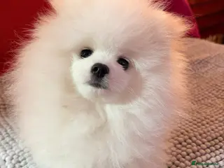 Pomeranian dogs Stunning KC litter of fluffy pure white Pom boy - Advert 14