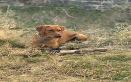 Labrador Retriever dogs for sale: KC Registered Labrador Puppies Ready 24th November - Image 19