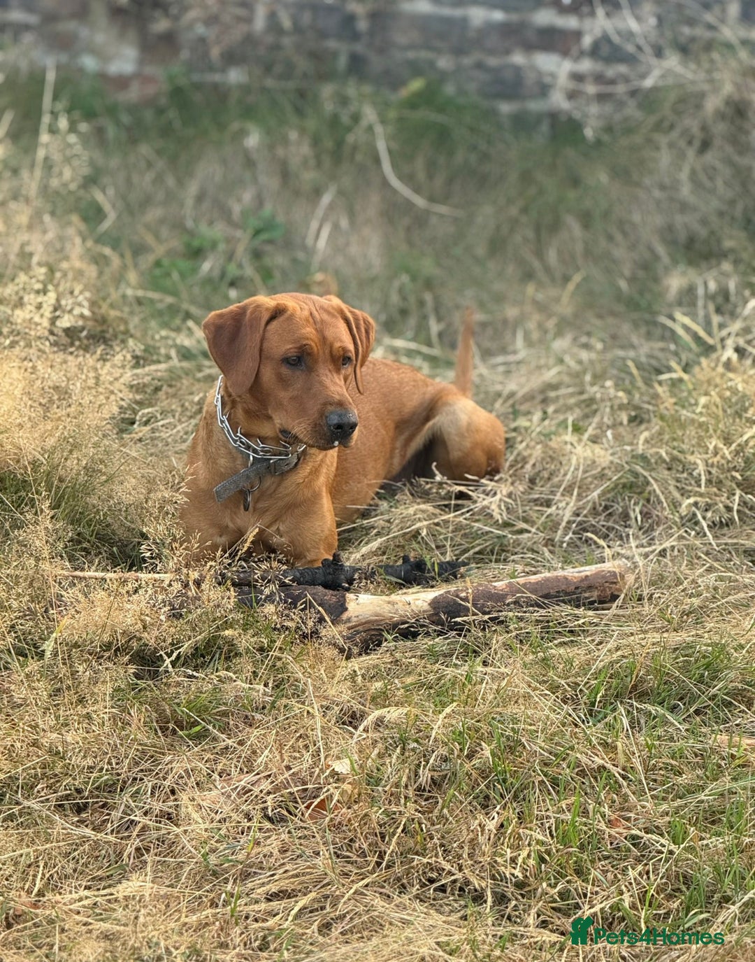Labrador Retriever dogs for sale: KC Registered Labrador Puppies Ready 24th November - Image 19
