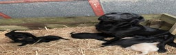 Labrador Retriever dogs for sale: Black Labrador pups for sale - Advert 6