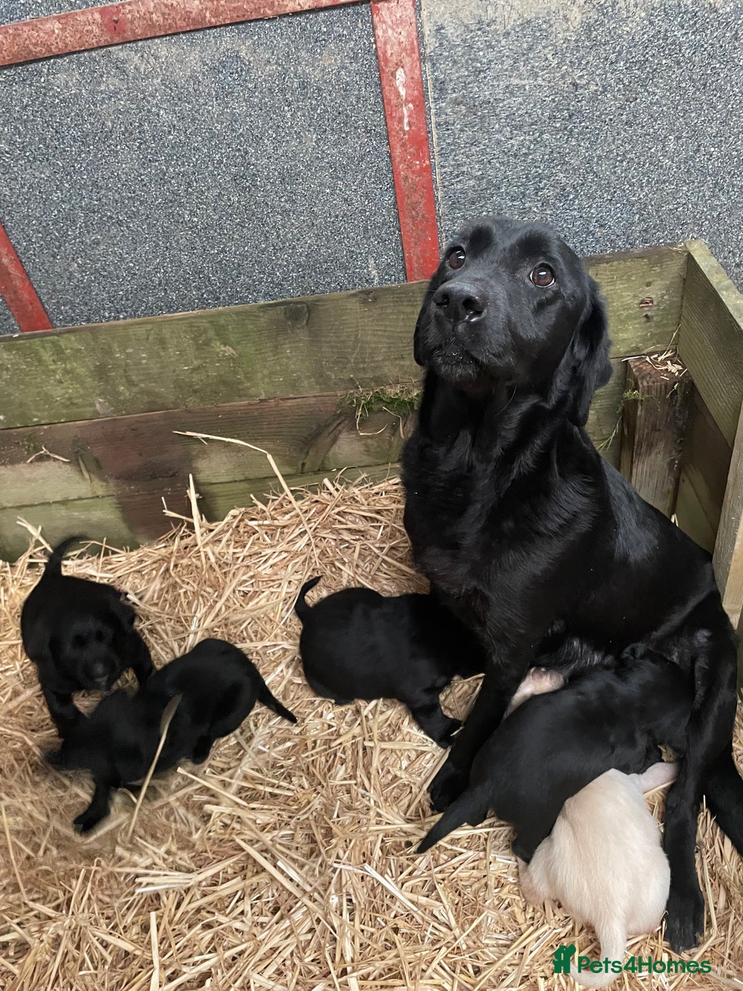 Labrador Retriever dogs for sale: Black Labrador pups for sale - Advert 6