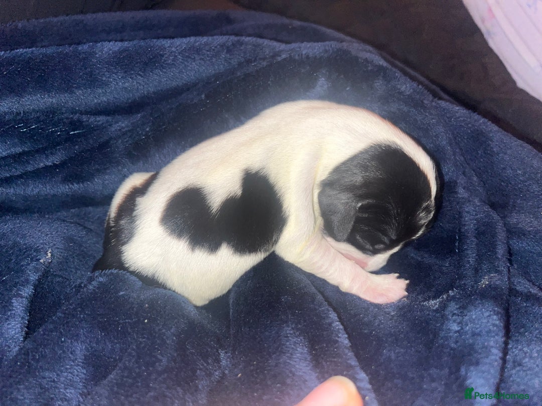 Cockalier dogs for sale: ‼️‼️Best ** grift ever‼️‼️ - Image 15