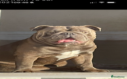 English Bulldog dogs for stud: HEALTH TESTED CLEAR & BOAS GRADED ZERO KC REG in Doncaster - Image 23