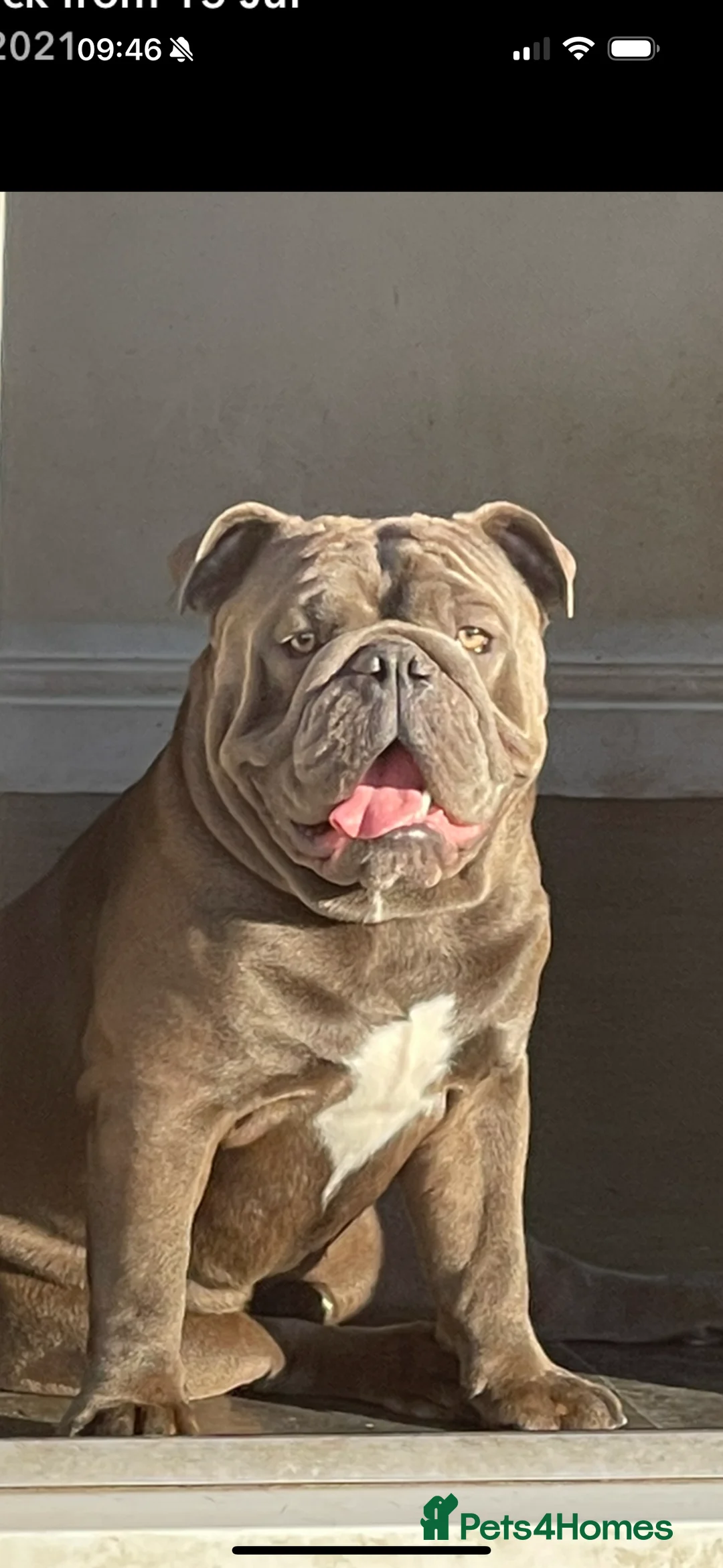 English Bulldog dogs for stud: HEALTH TESTED CLEAR & BOAS GRADED ZERO KC REG in Doncaster - Advert 23