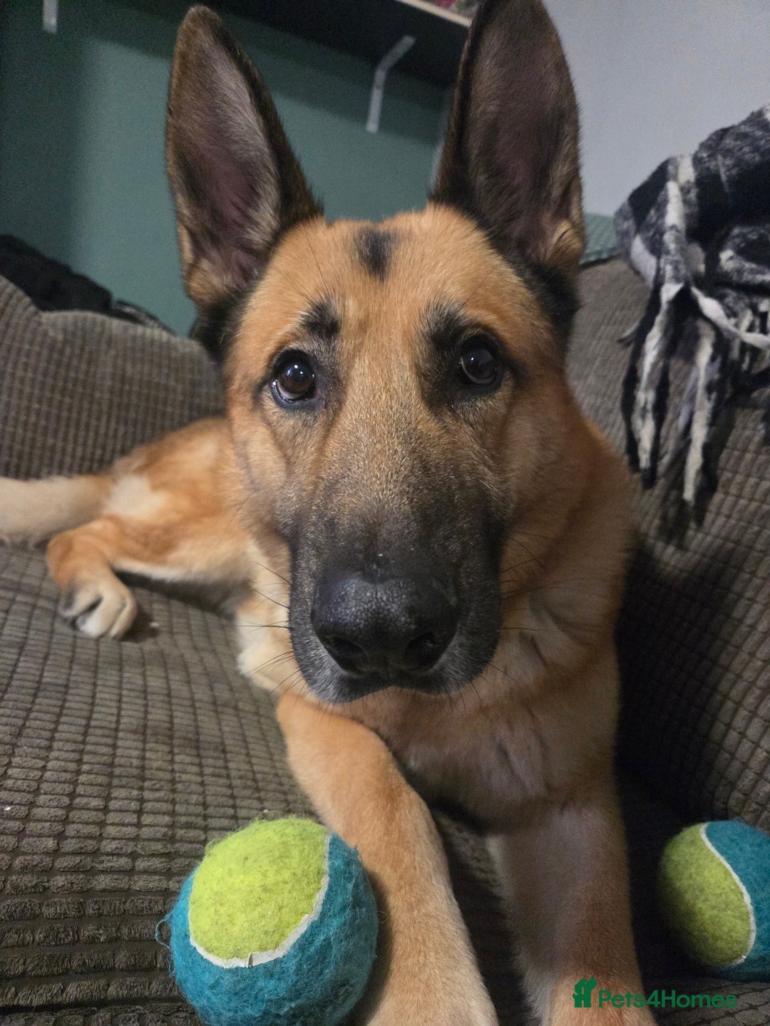 German Shepherd dogs for sale: German shepherd puppies  - Image 5