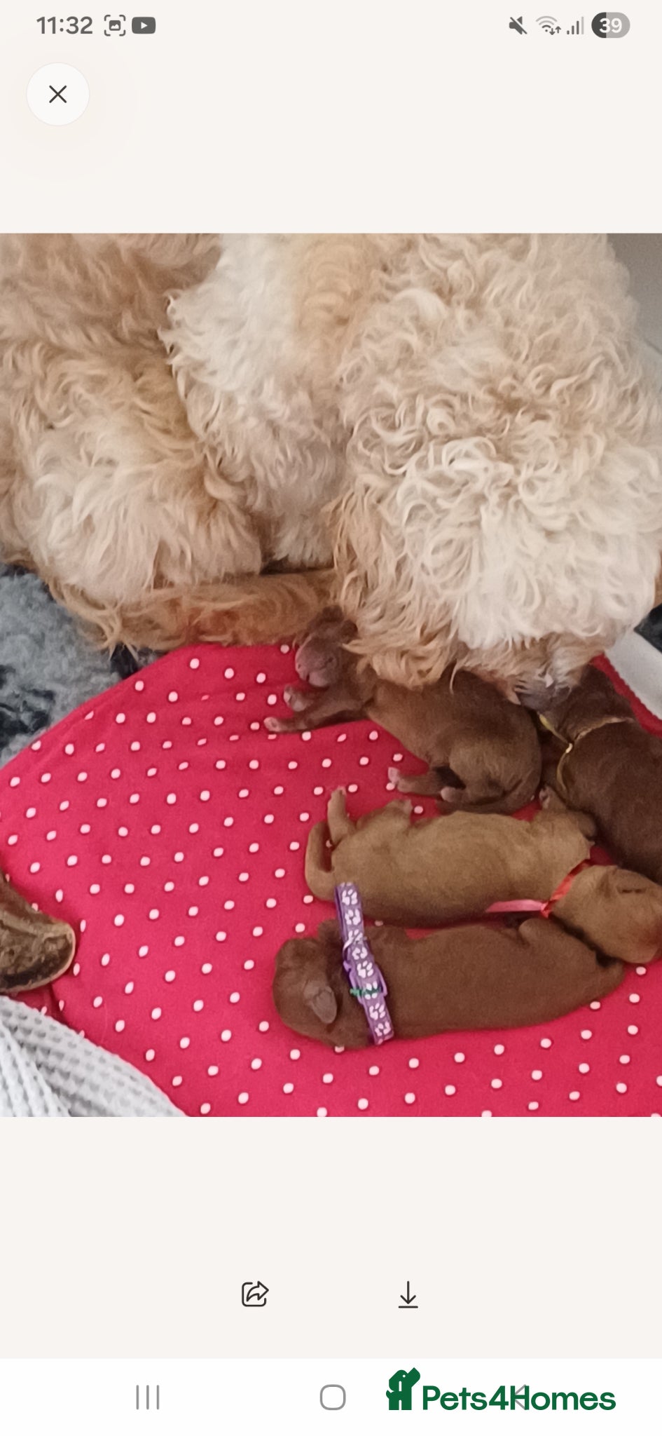 Cavapoo dogs HEALTH TESTED PARENTS. ETHICAL,STRUCTURED BREEDING - Advert 1