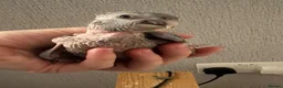 Macaws birds for sale: 4 hand reared baby Hahns macaw - Advert 1