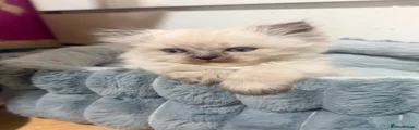 Ragdoll Kitten 2