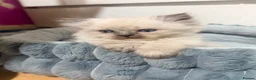 Ragdoll cats for sale: 2 Stunning Ragdoll x Persian available now ❤️ - Advert 7