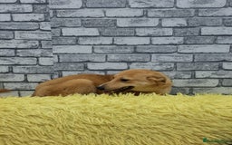 Mixed Breed dogs for adoption: 💖🐶 LESSY 🐶💖 - Image 7