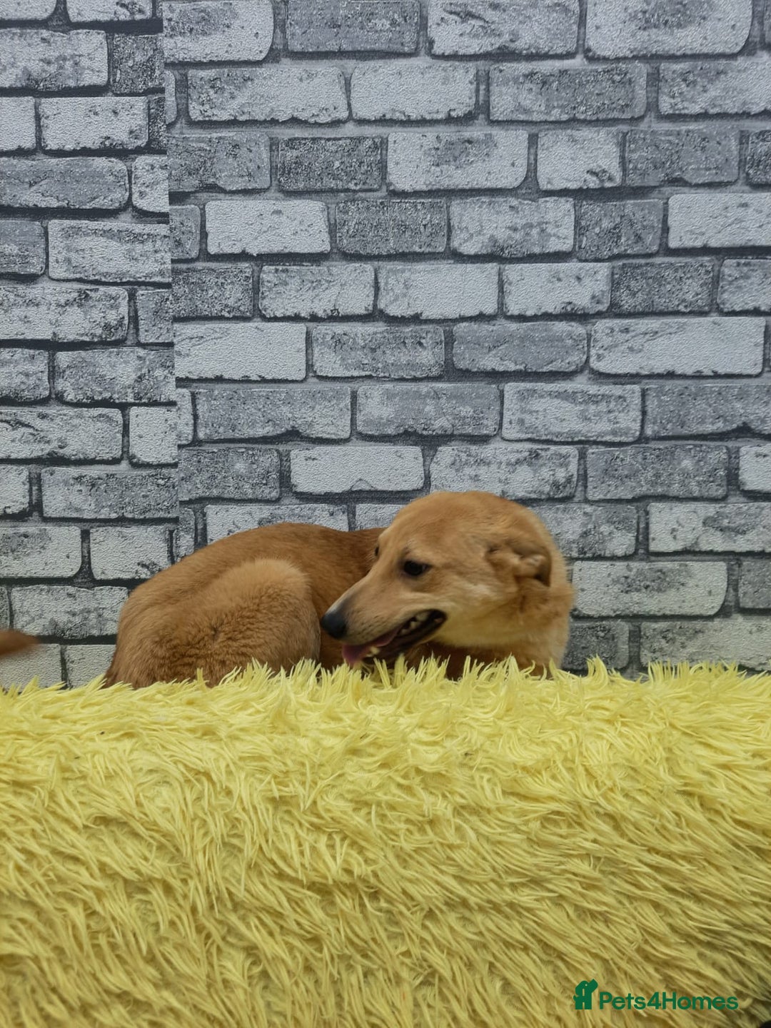 Mixed Breed dogs for adoption: 💖🐶 LESSY 🐶💖 - Image 7