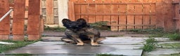 German Shepherd dogs for sale: 3 year old Czech shepherd for sale  - Advert 4