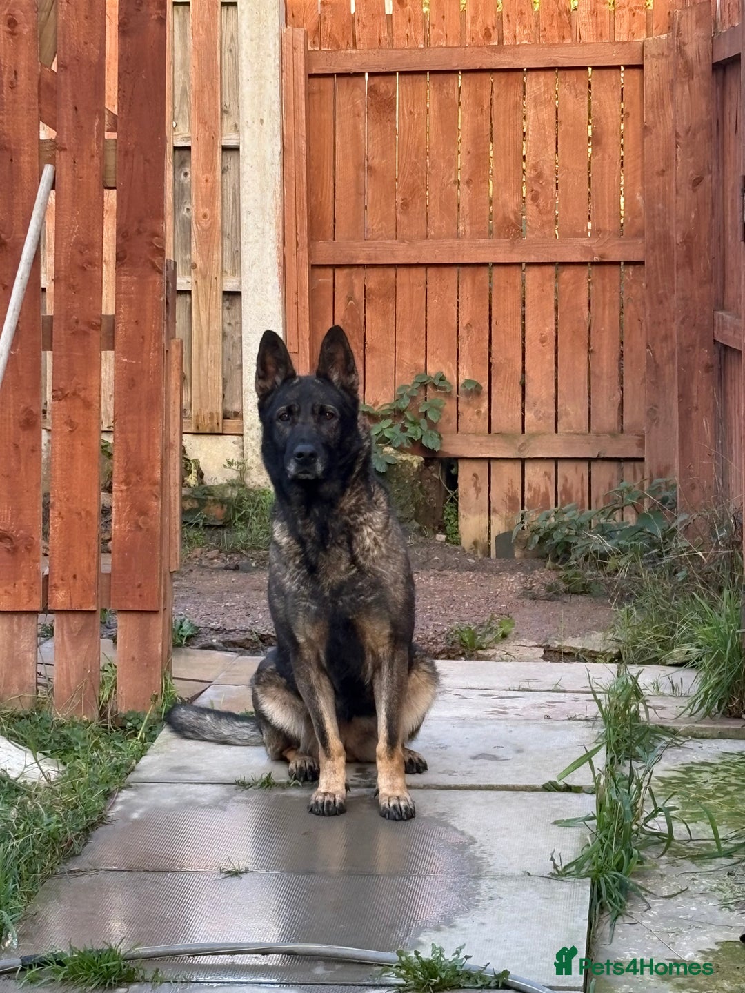 German Shepherd dogs for sale: 3 year old Czech shepherd for sale  - Advert 4