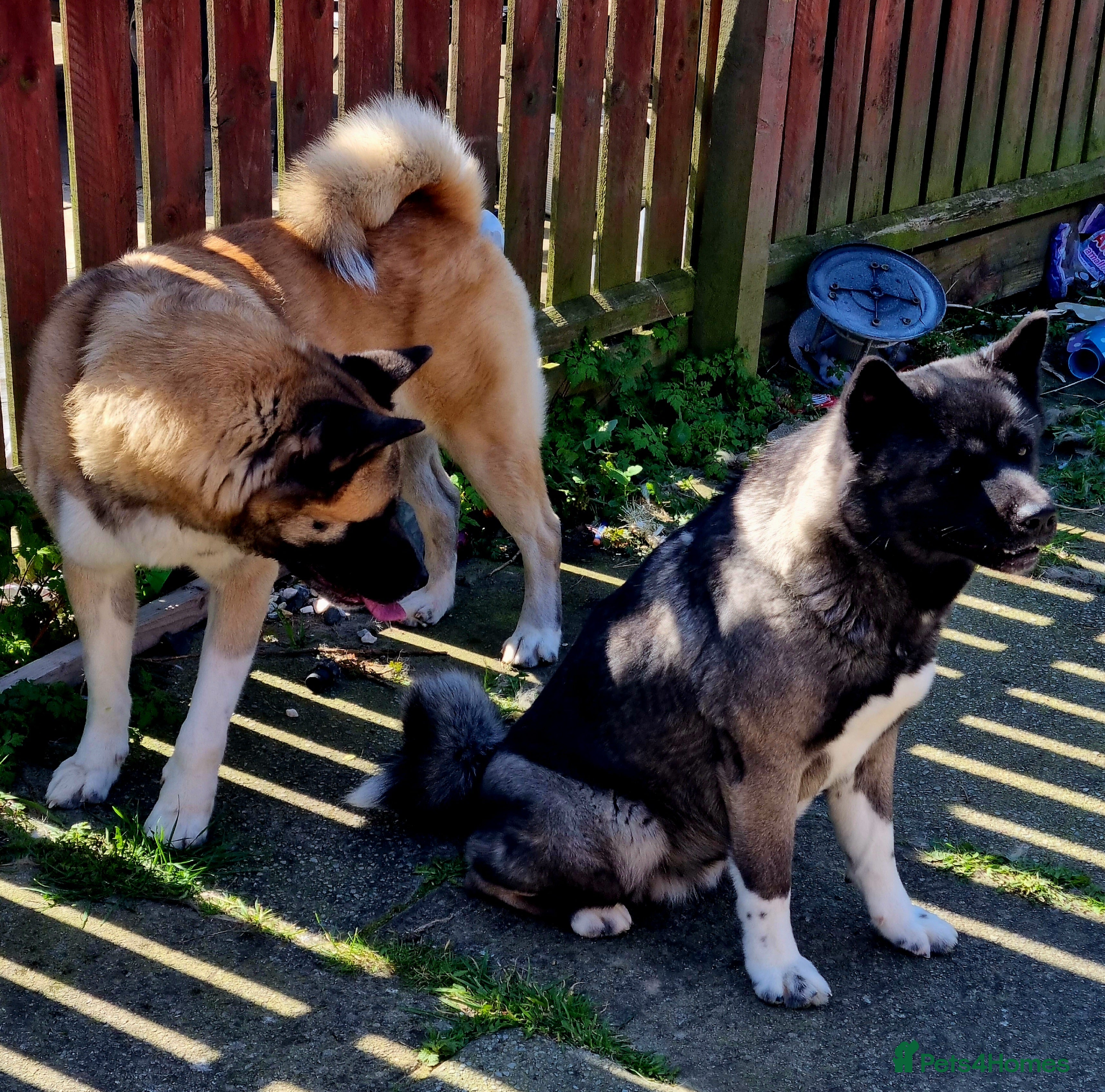 Akita dogs Akita pups - Advert 2