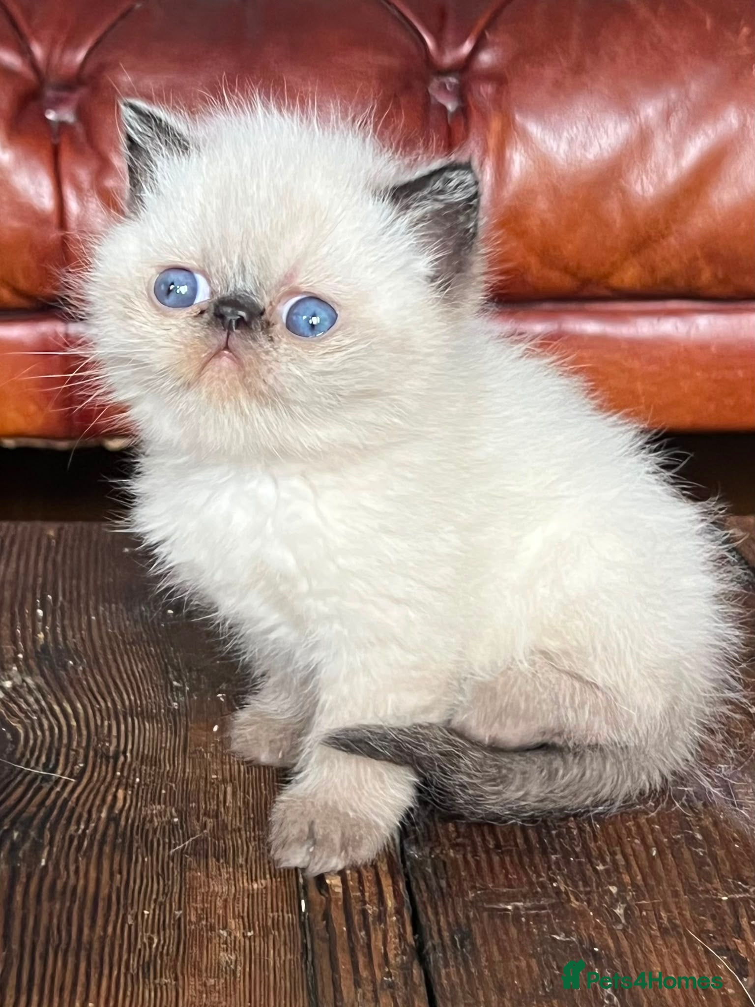 Exotic cats Colourpoint Exotic Shorthair Kittens  - Advert 16