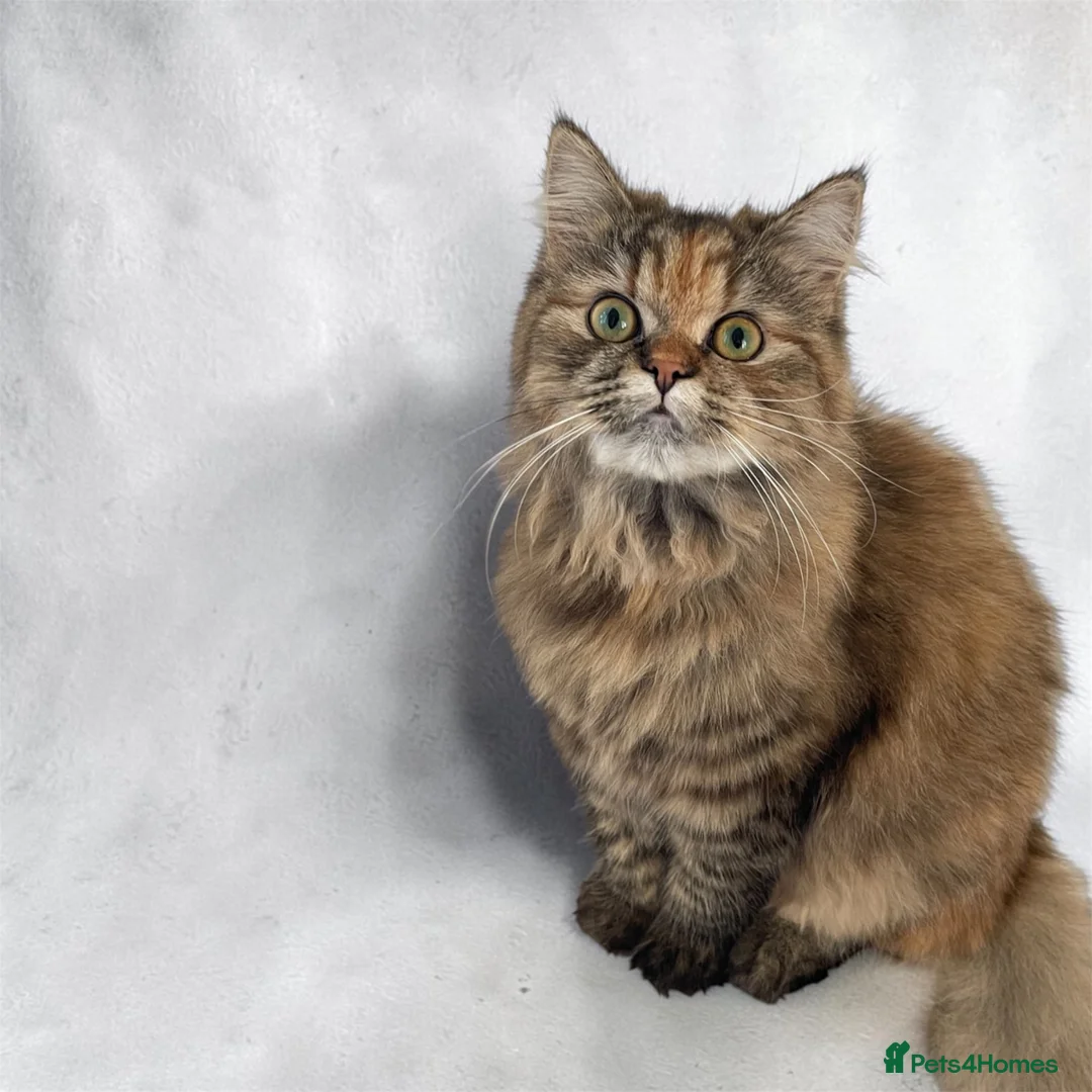 Persian cats for sale: Four gorgeous kitten for sale  - Advert 6