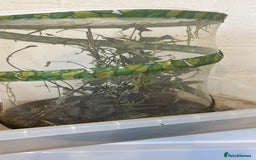 Stick Insects invertebrates for sale: Adult Green bean stick insects - Image 2