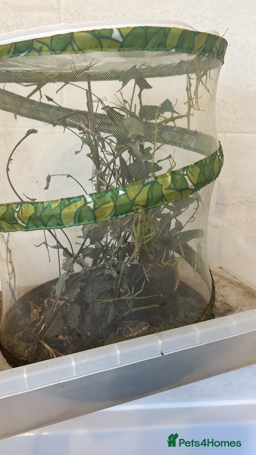 Stick Insects invertebrates for sale: Adult Green bean stick insects - Image 2