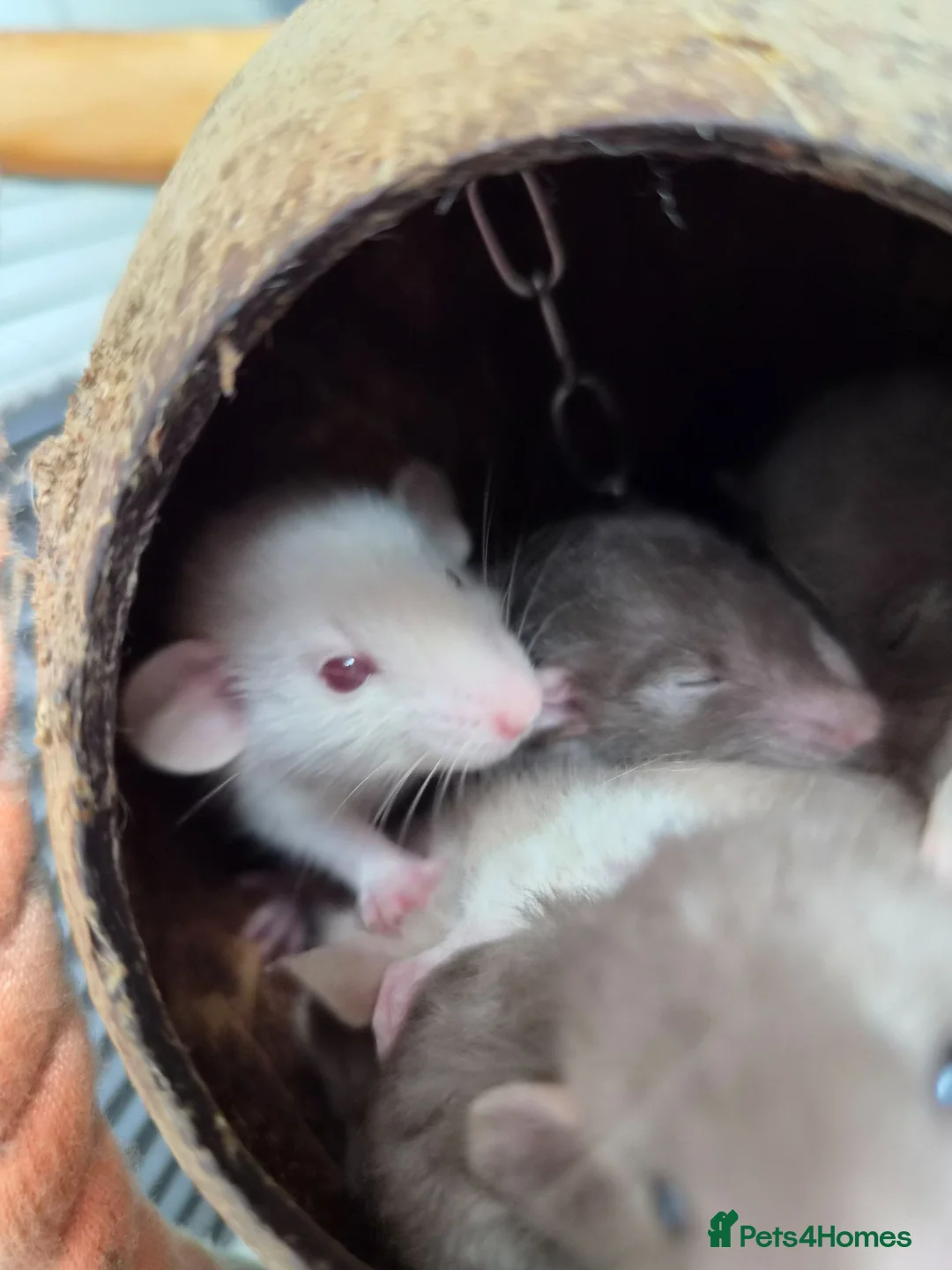Rat rodents for sale: Stunning litter of Dumbo rats. - Advert 1