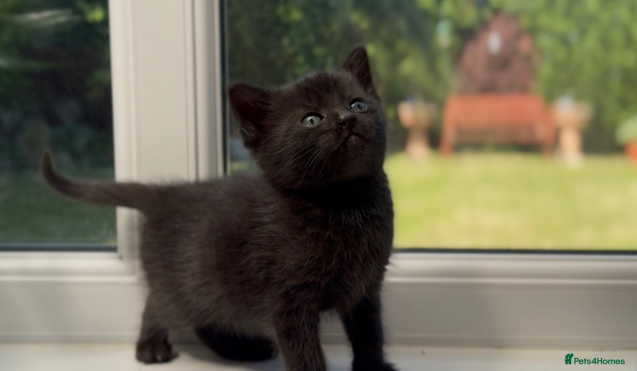 Mixed Breed cats Stunning Sheba female kitten - Advert 1