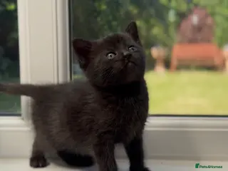 Mixed Breed cats Stunning Sheba female kitten - Advert 1