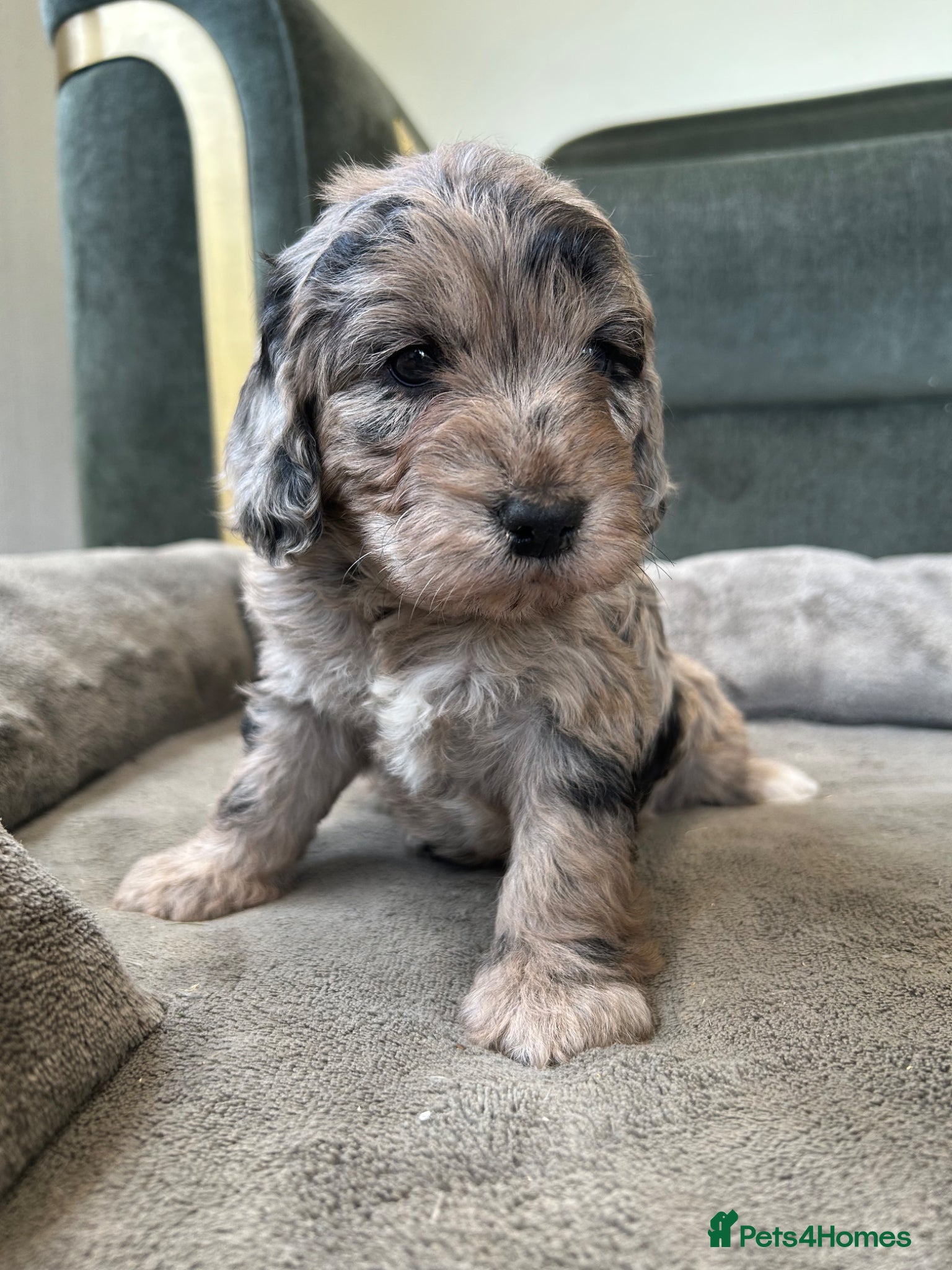 Cockapoo dogs Quality F1 cockapoos for sale - Advert 1