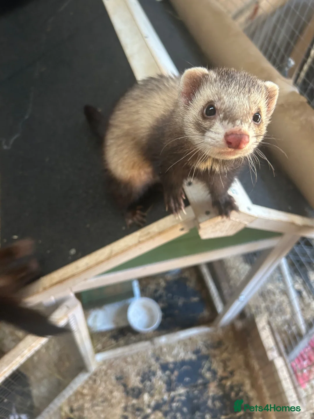 Ferret rodents for sale: 2 Male Ferrets in Southampton - Advert 4