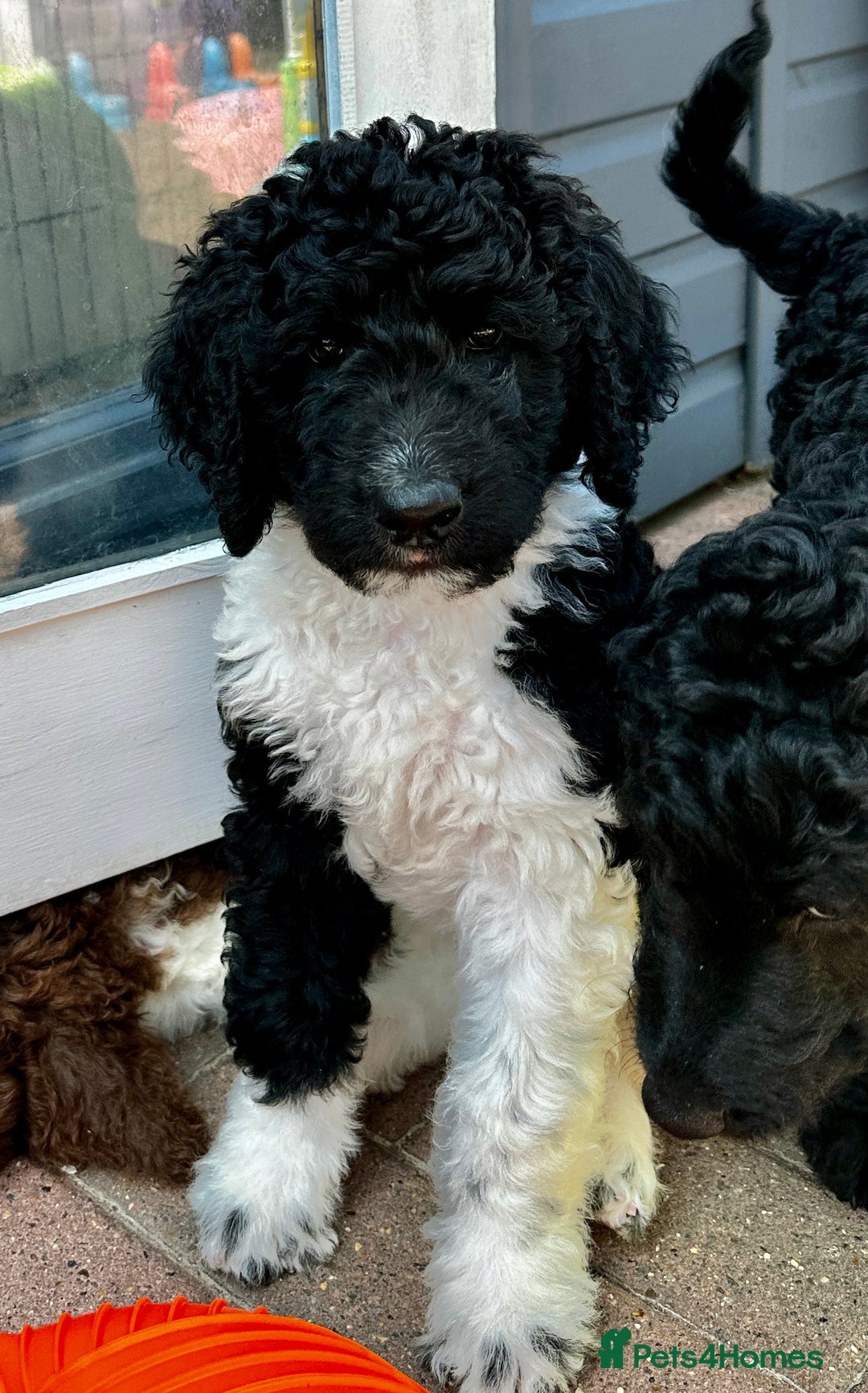 Mixed Breed dogs for sale: 🐾 St Beradoodle Puppies Health Tested Parents 🐾 in Sheerness - Image 2