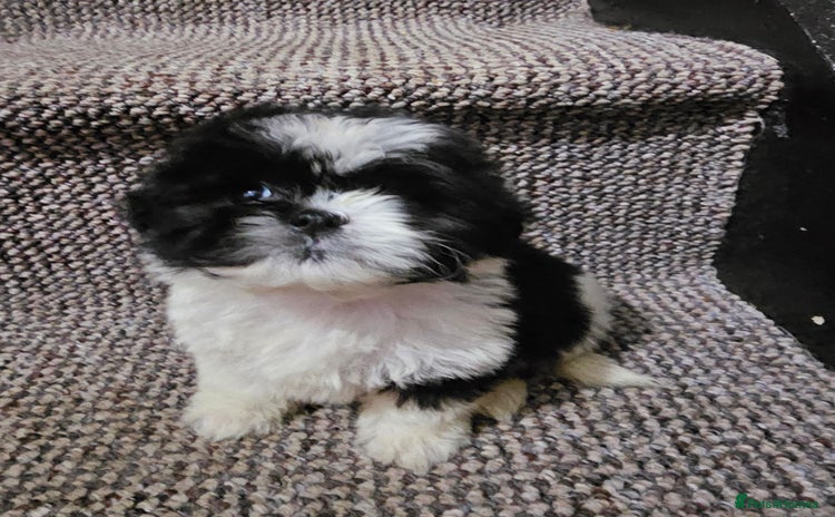 Shih Tzu dogs Shih tzu x 1boy available  - Advert 12
