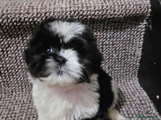 Shih Tzu dogs Shih tzu x 1boy available - Advert 12