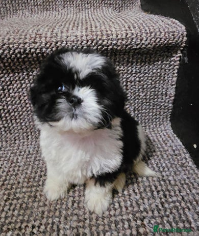 Shih Tzu dogs Shih tzu x 1boy available - Advert 12
