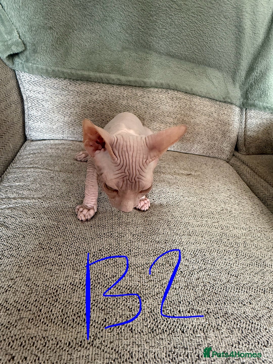 Sphynx cats for sale: 3 Sphynx boys - Image 5