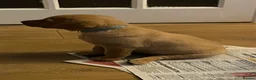 Labrador Retriever dogs for sale: Fox red Labrador puppie for sale  - Advert 6