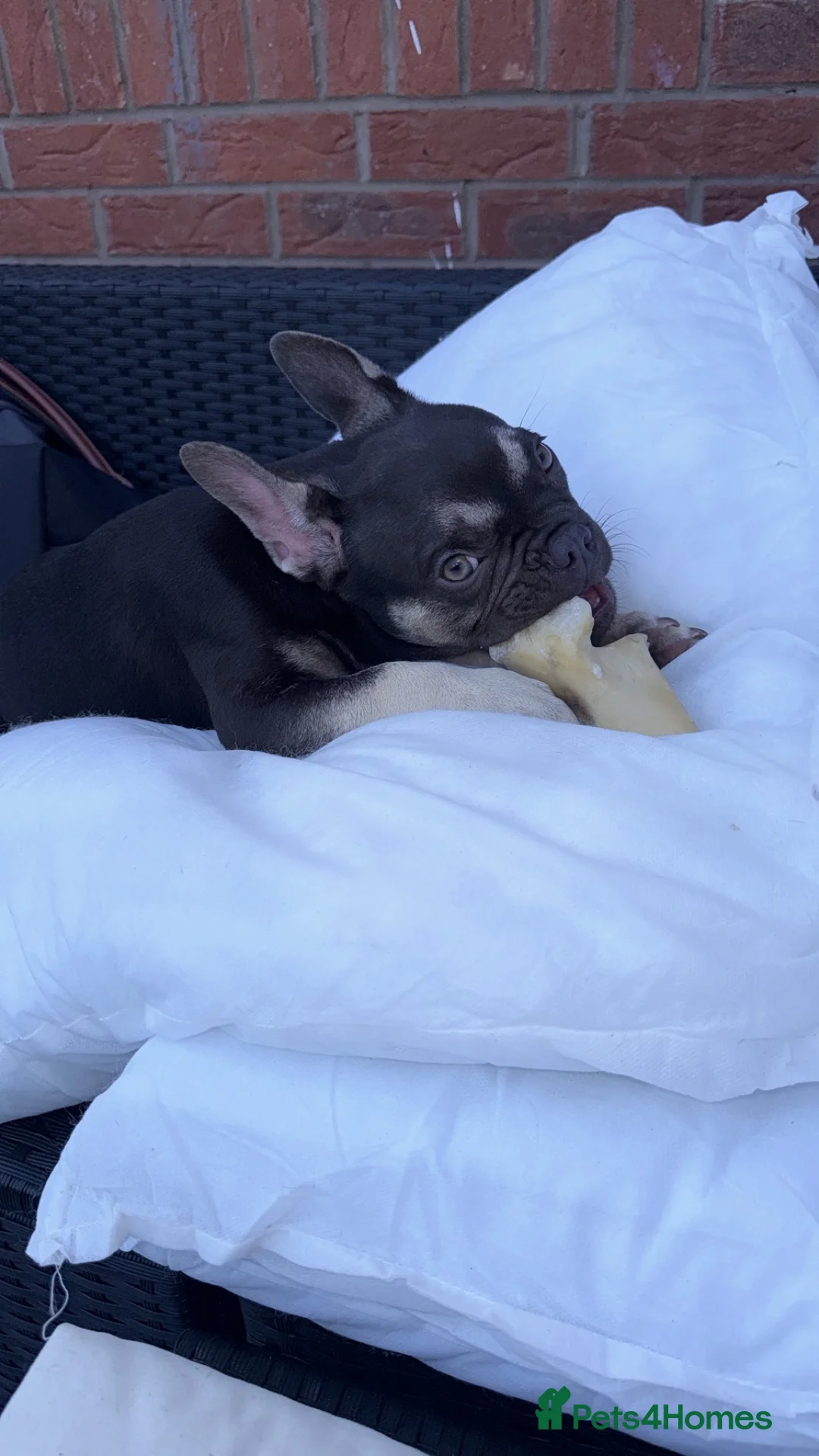 French Bulldog dogs for sale: French bulldog puppies 1 cream and one brown   - Advert 2