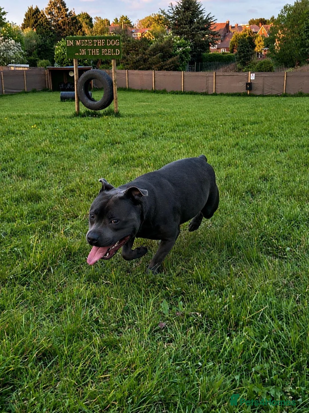 Staffordshire Bull Terrier dogs for sale: Hulk  in Manchester - Advert 2
