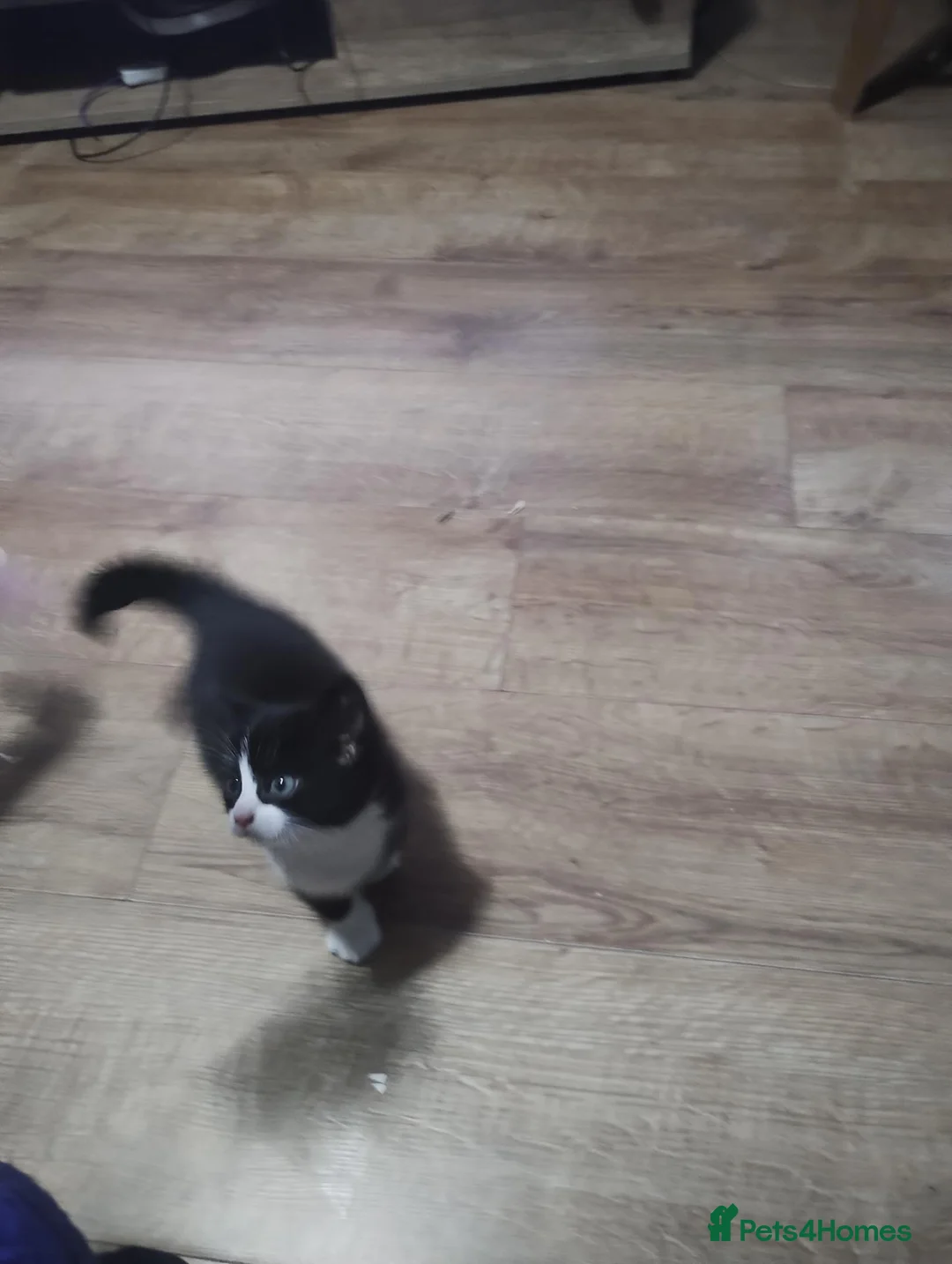 Mixed Breed cats for sale:  The last girl  - Advert 3