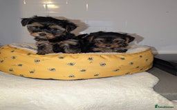 Yorkshire Terrier dogs for sale: Adorable Yorkshire terrier puppies available  - Image 7