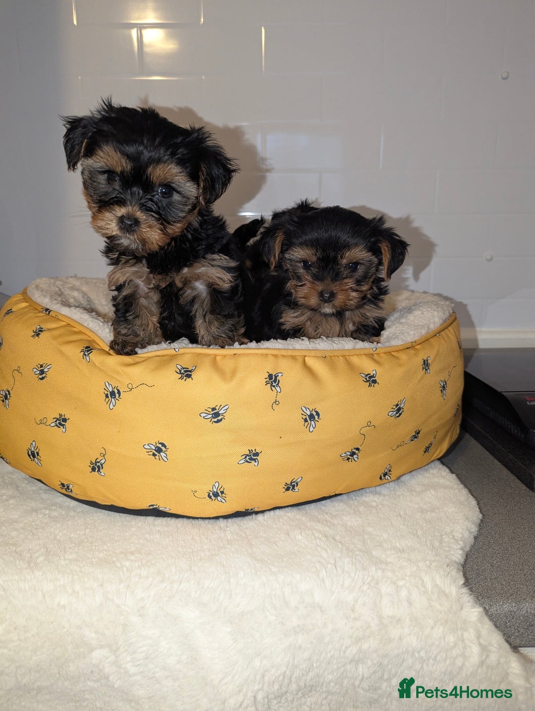 Yorkshire Terrier dogs for sale: Adorable Yorkshire terrier puppies available  - Image 7