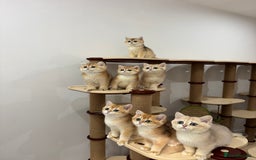 British Shorthair cats for sale: British Shorthair Golden kittens    - Image 8