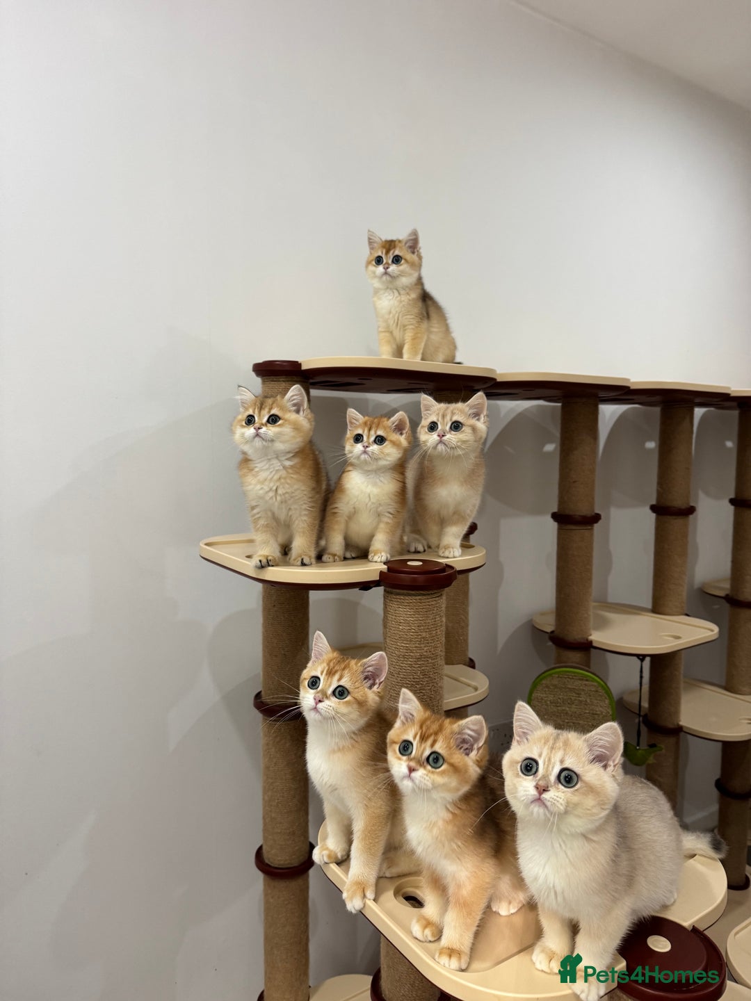 British Shorthair cats for sale: British Shorthair Golden kittens    - Image 8