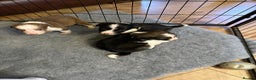 Border Collie dogs for sale: Boarder collie pups  - Advert 4