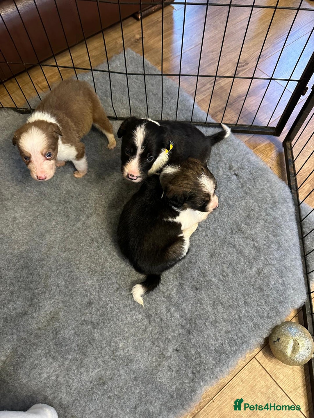 Border Collie dogs for sale: Boarder collie pups  - Advert 4