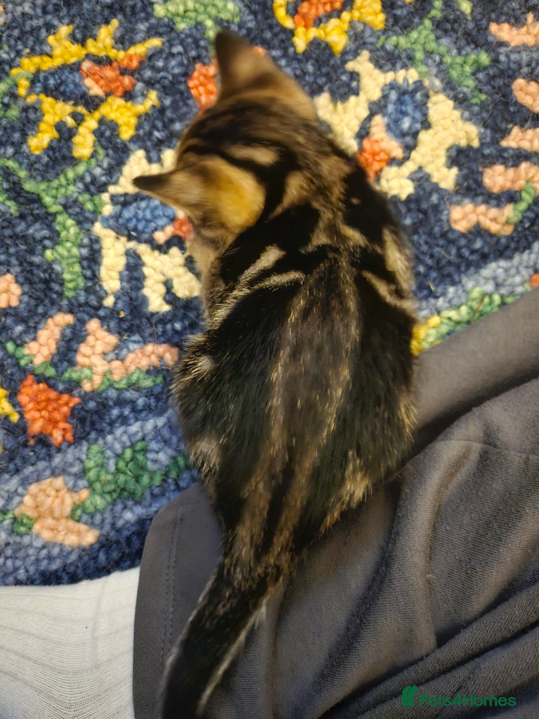 Savannah cats for sale: Beautiful Savannah cross kittens for sale - Advert 28