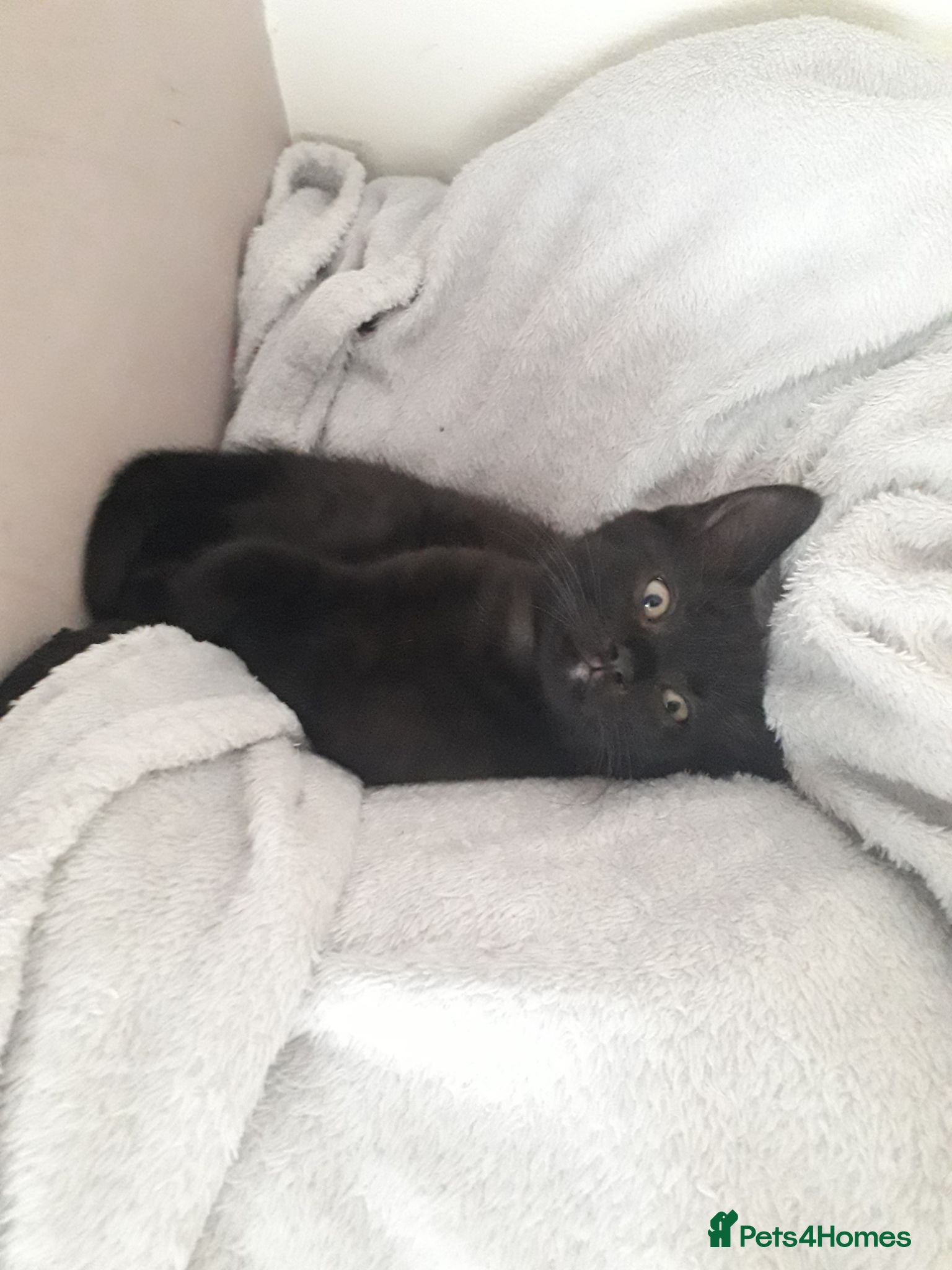 Mixed Breed cats 2 MALE KITTENS AVAILABLE! - Advert 4
