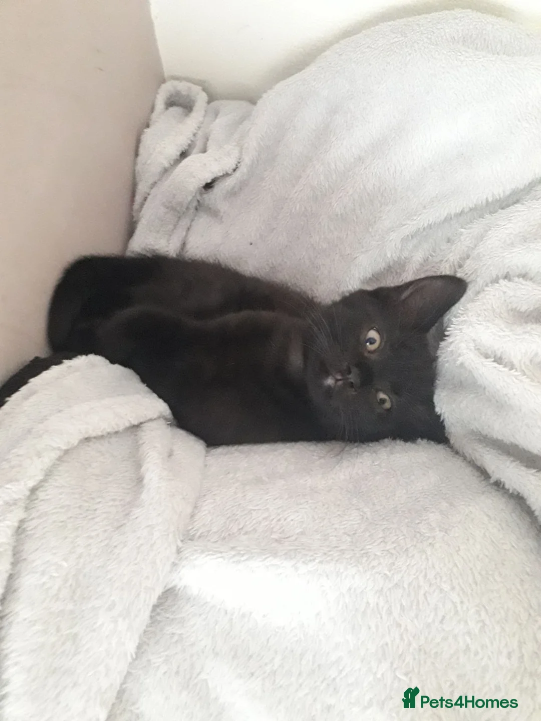 Mixed Breed cats for sale: 2 MALE KITTENS AVAILABLE! in Manchester - Advert 1