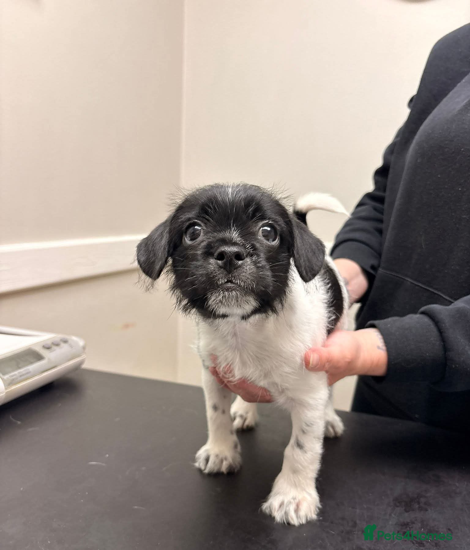 Mixed Breed dogs **2 girls and 2 boys left** - Advert 17