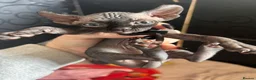 Sphynx cats for sale: Canadian x Elf Sphynx Kittens - Advert 16
